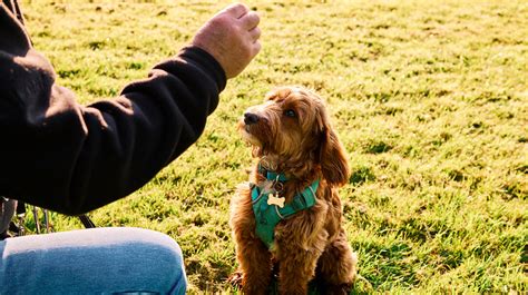 Lära sin hund att rulla runt – Gör så här .